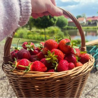 Krásné jahodové ráno 🍎🍎🍎 A my jdeme tvořit 😊 . . . . . #markovazahrada #zahrada #ceskafirma #vyrobenovcesku #cz...